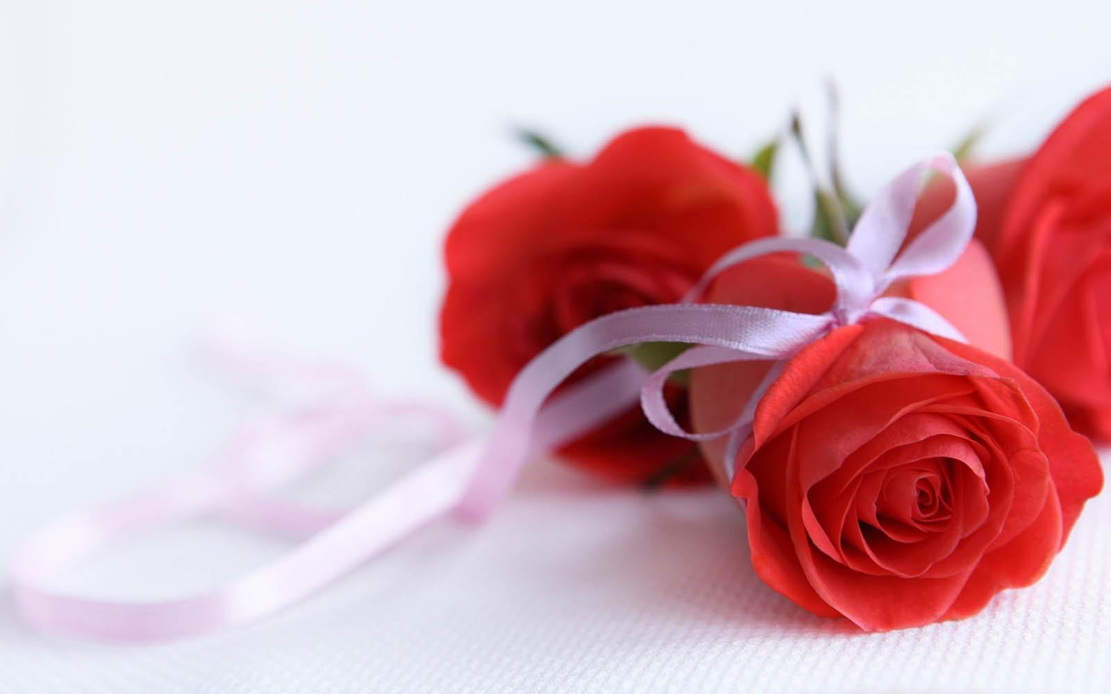 1600x1000 Free download Tag Red Rose Wallpaper Image Photo Picture and Background for [1600x1000] for your Desktop, Mobile & Tablet. Explore Beautiful Red Rose Wallpaper. Beautiful Roses Wallpaper, Beautiful Rose