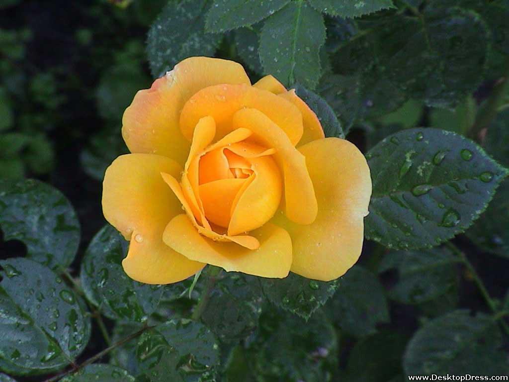 Yellow Roses Romantic Wallpapers - Top Free Yellow Roses Romantic ...