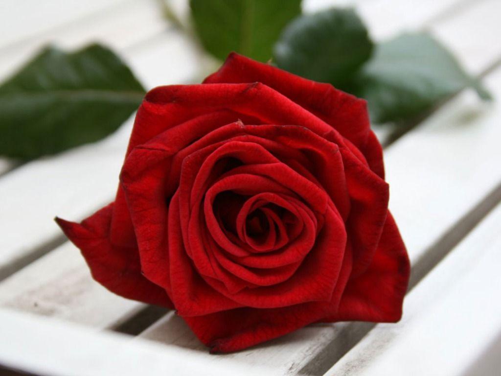 1024x768 Beautiful single red rose wallpaper