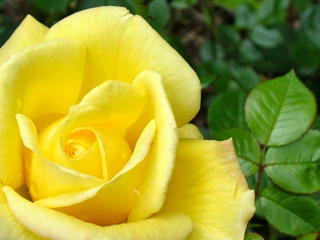 1024x768 yellow con Google. Yellow rose flower, Yellow roses, Rose seeds