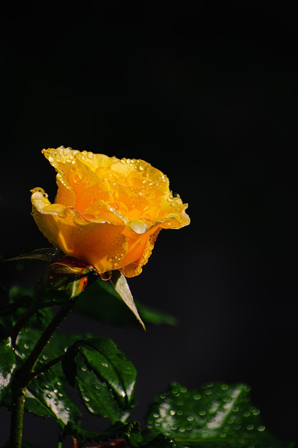 1000x1500 Yellow Rose Picture [HD]. Download Free Image