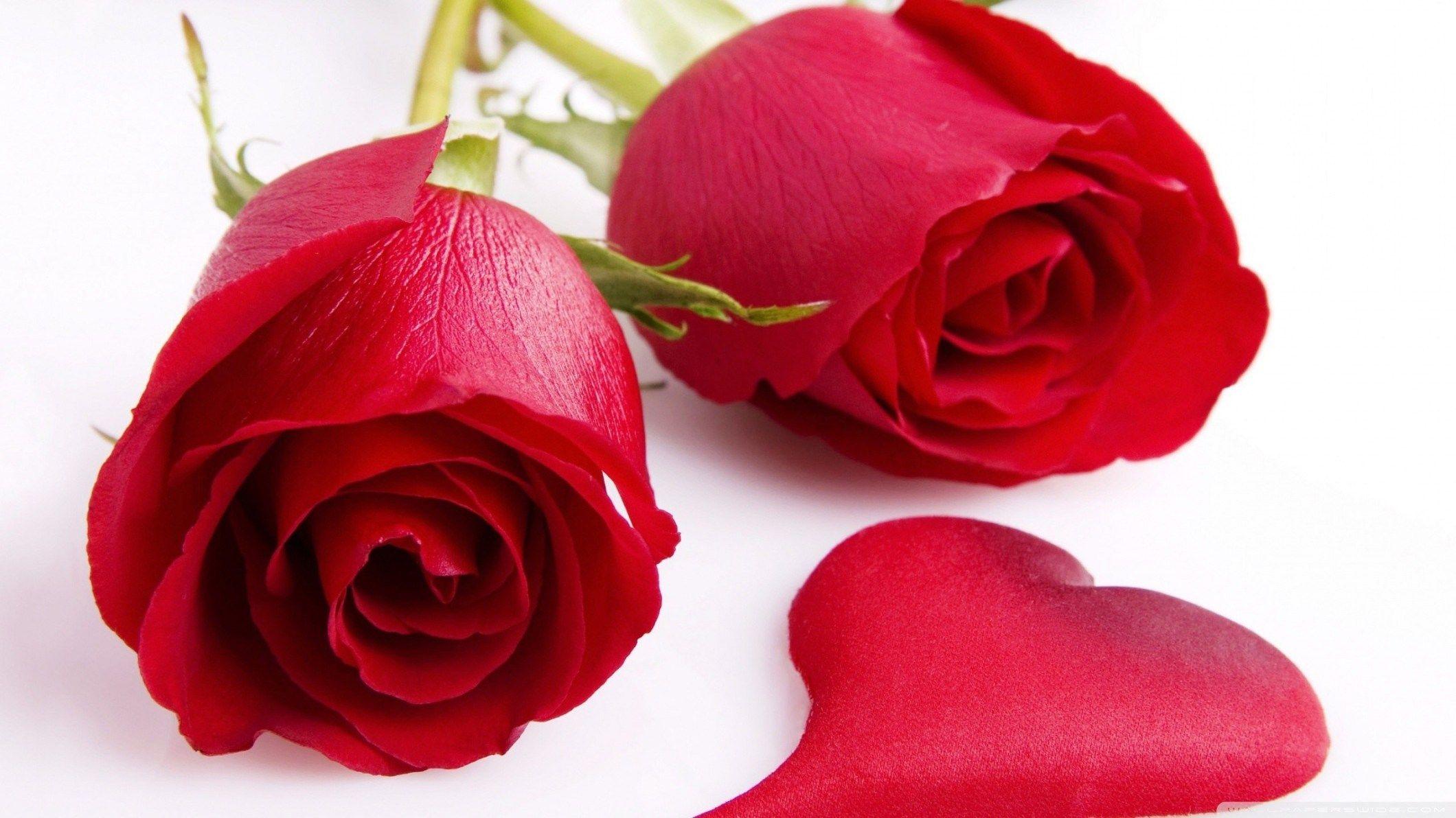 2120x1192 Love Wallpaper Red Rose