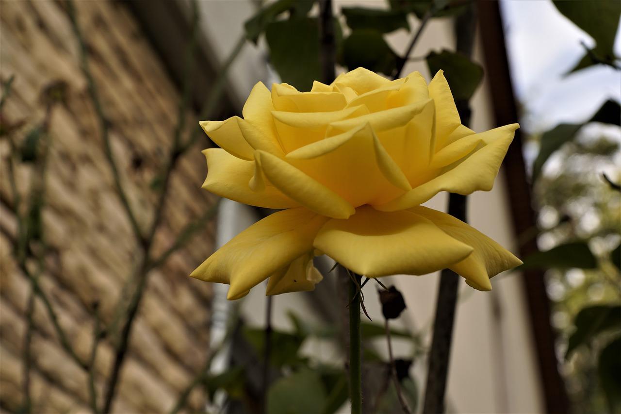 1280x853 Rose Yellow Nature