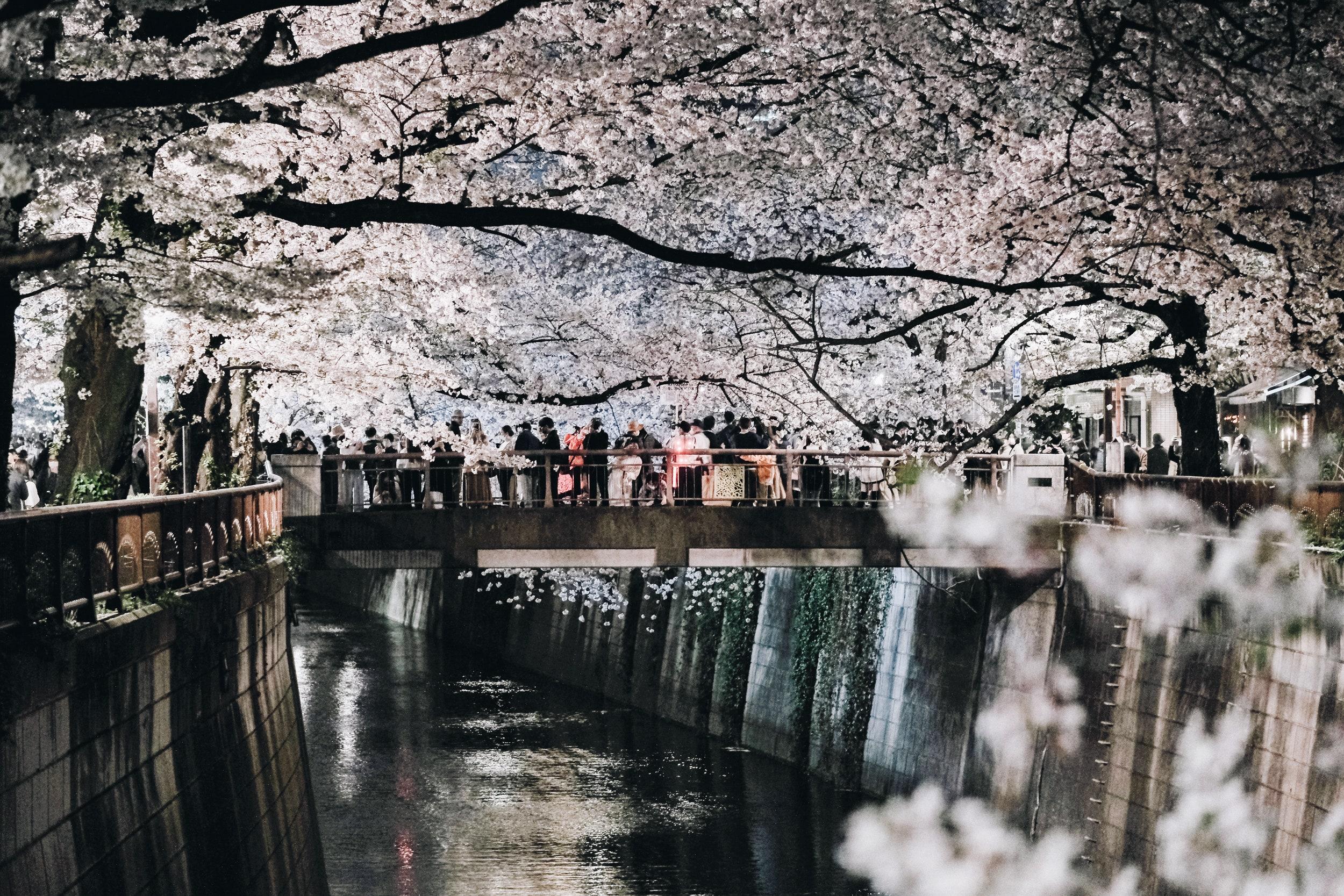 2500x1667 Tokyo's Cherry Blossoms Are Blooming Early This Year: See Photo. Condé Nast Traveler