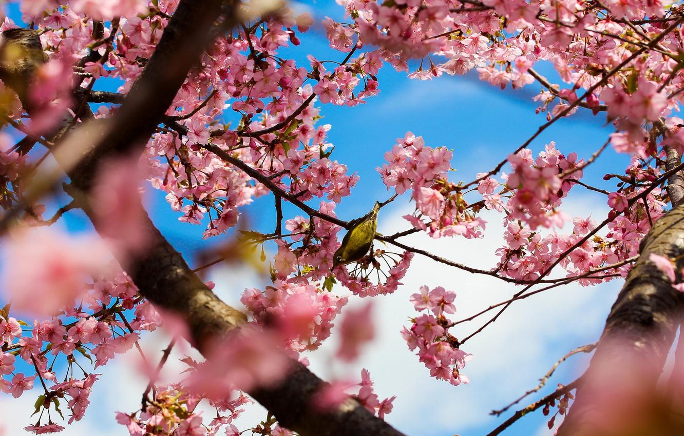 1332x850 Wallpaper trees, flowers, branches, nature, Park, bird, spring, Japan, Sakura, Tokyo, pink, flowering image for desktop, section природа