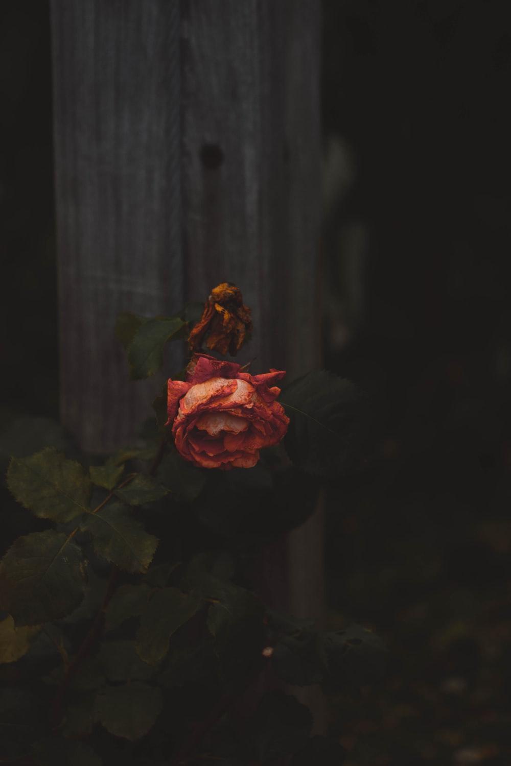 1000x1500 red rose shallow focus photography photo