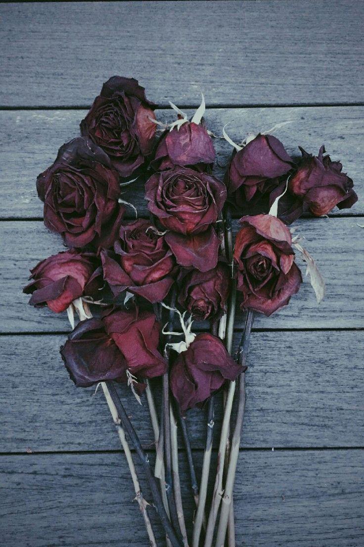 736x1104 Pcs green academia wall collage kit Dark cottagecore. Etsy. Flowers photography, Hipster photography, Tumblr photography