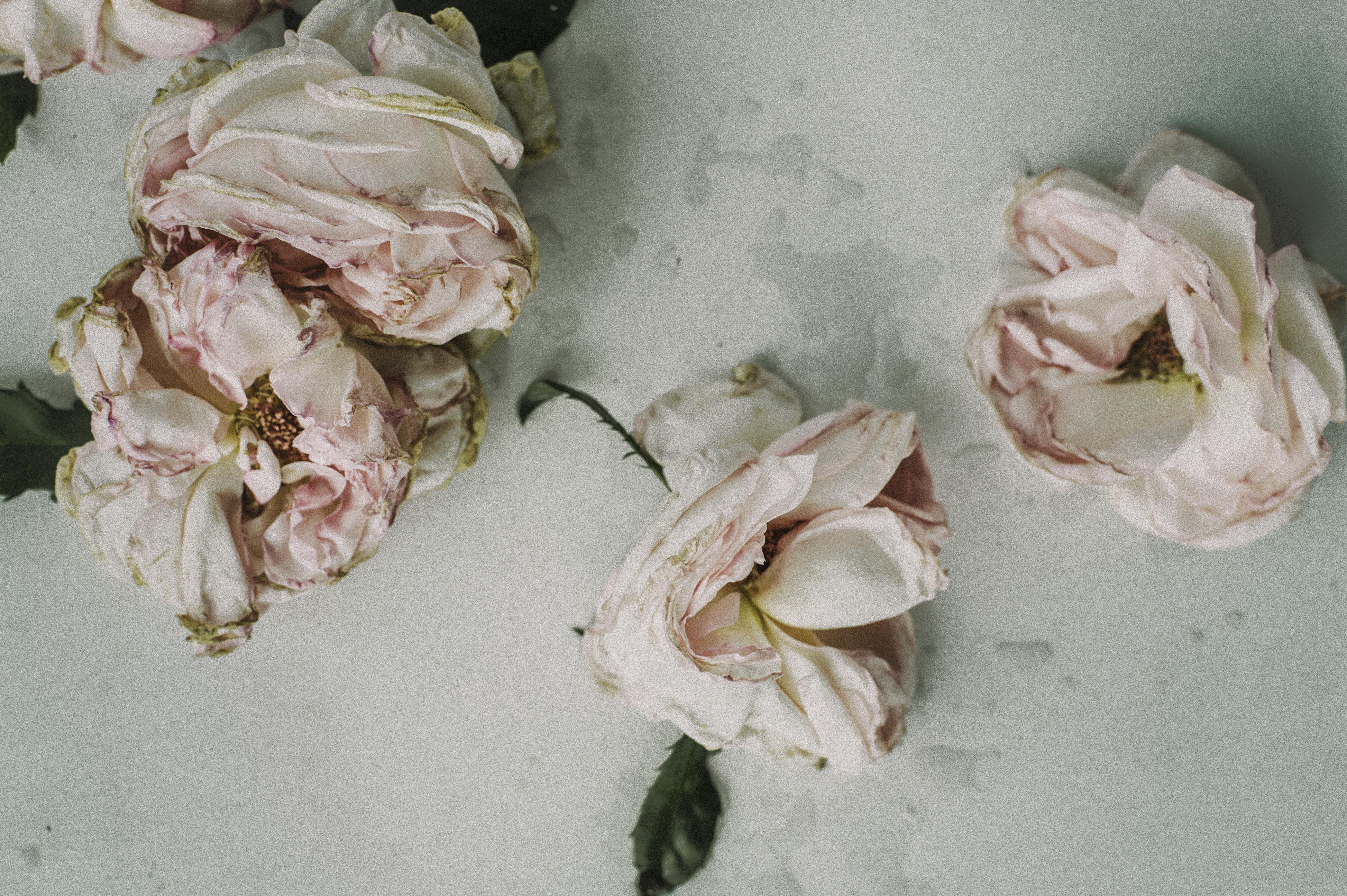 4188x2787 From Tender Flowers in Wallpaper Wizard
