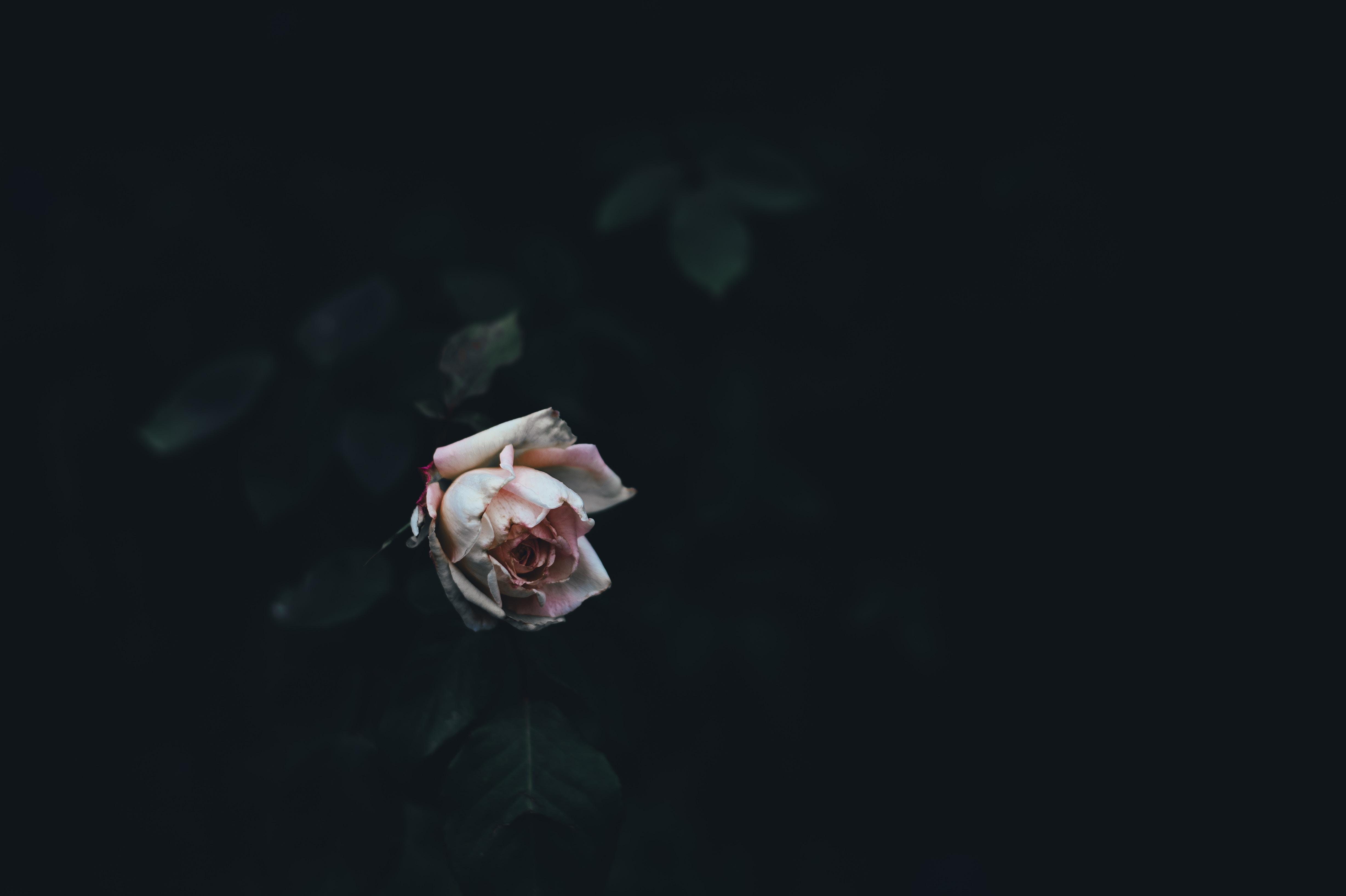 4913x3270 dying HD wallpaper, Background