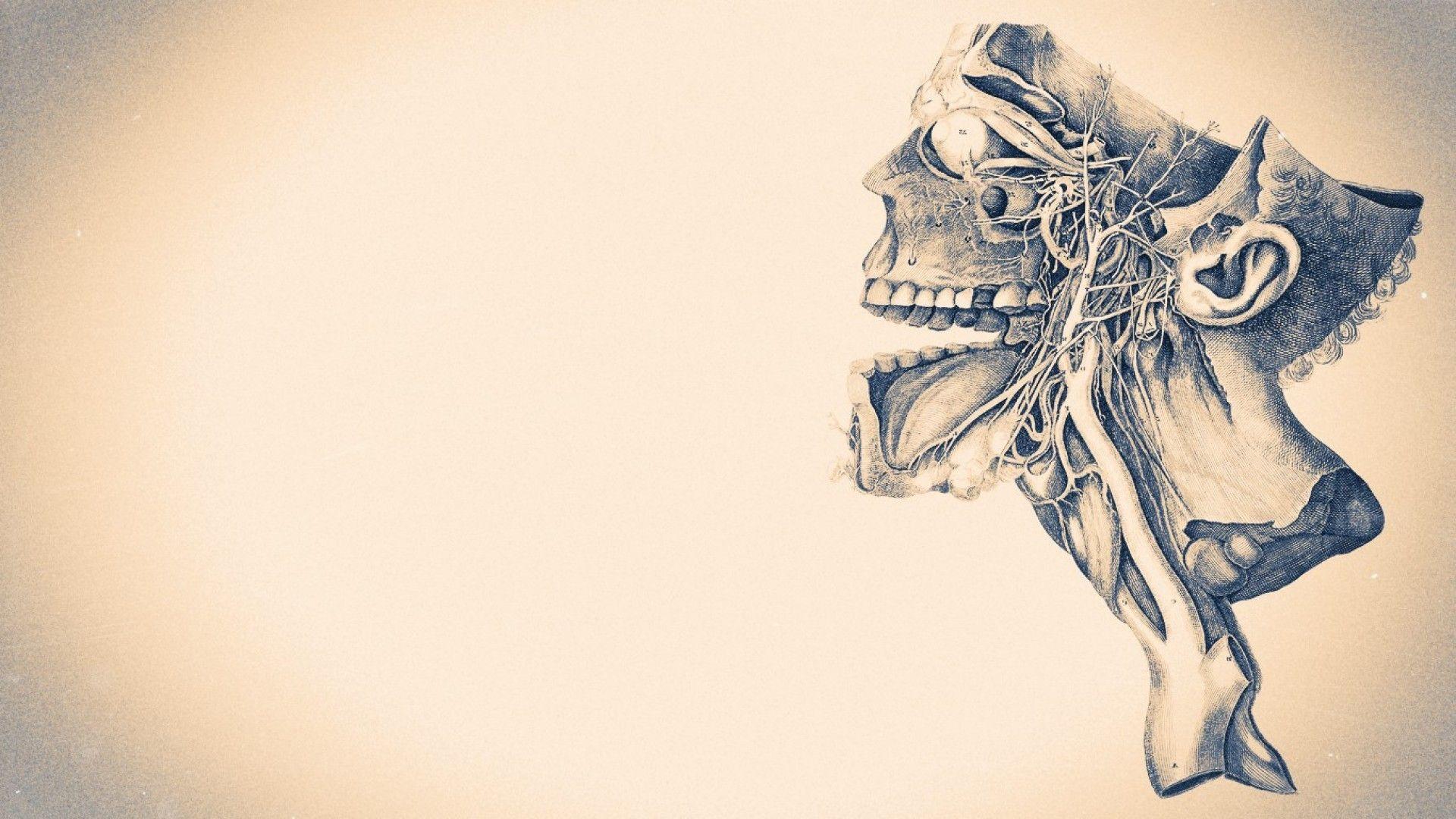 1920x1080 Anatomy Wallpaper