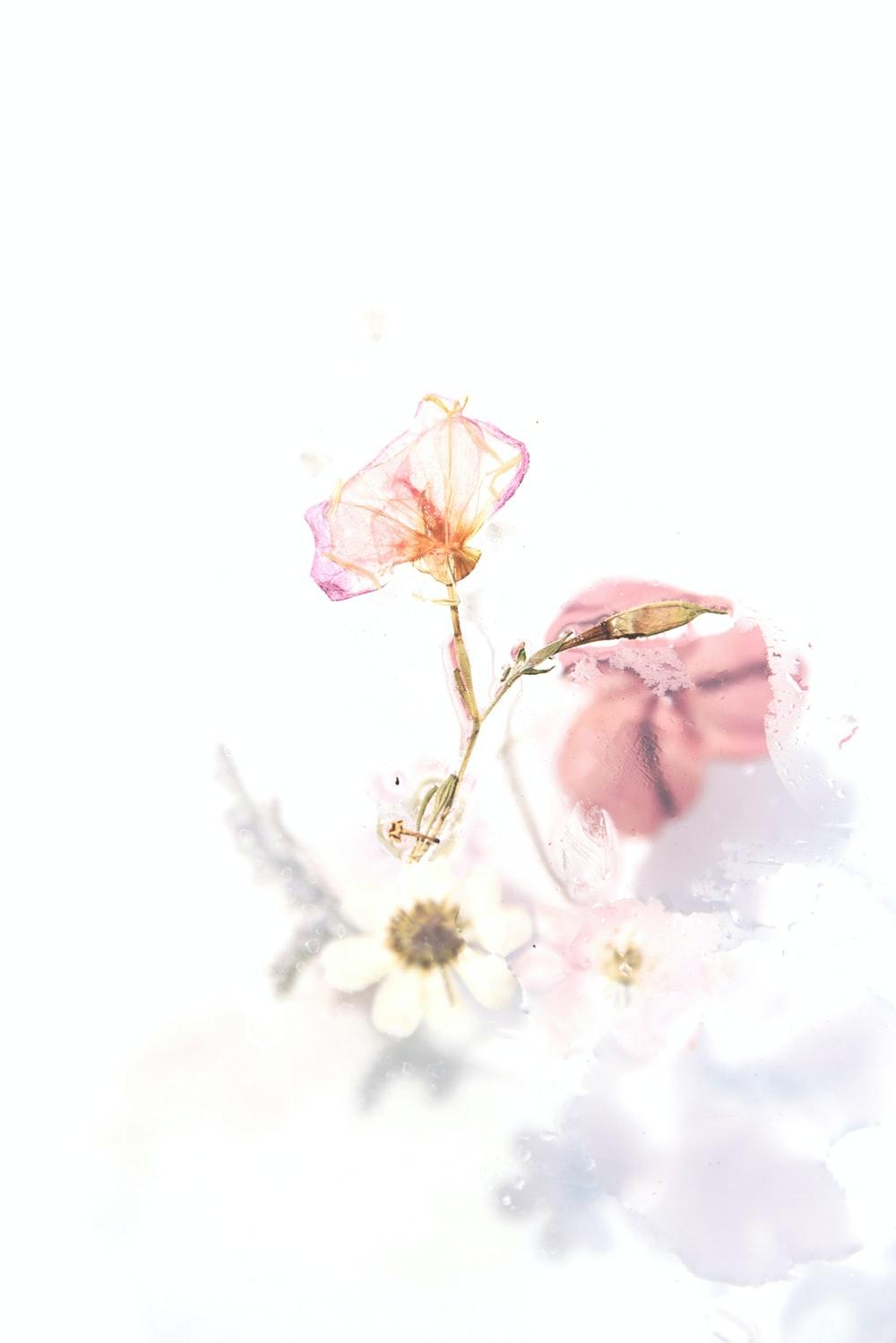 1000x1498 Pink Art Picture. Download Free Image
