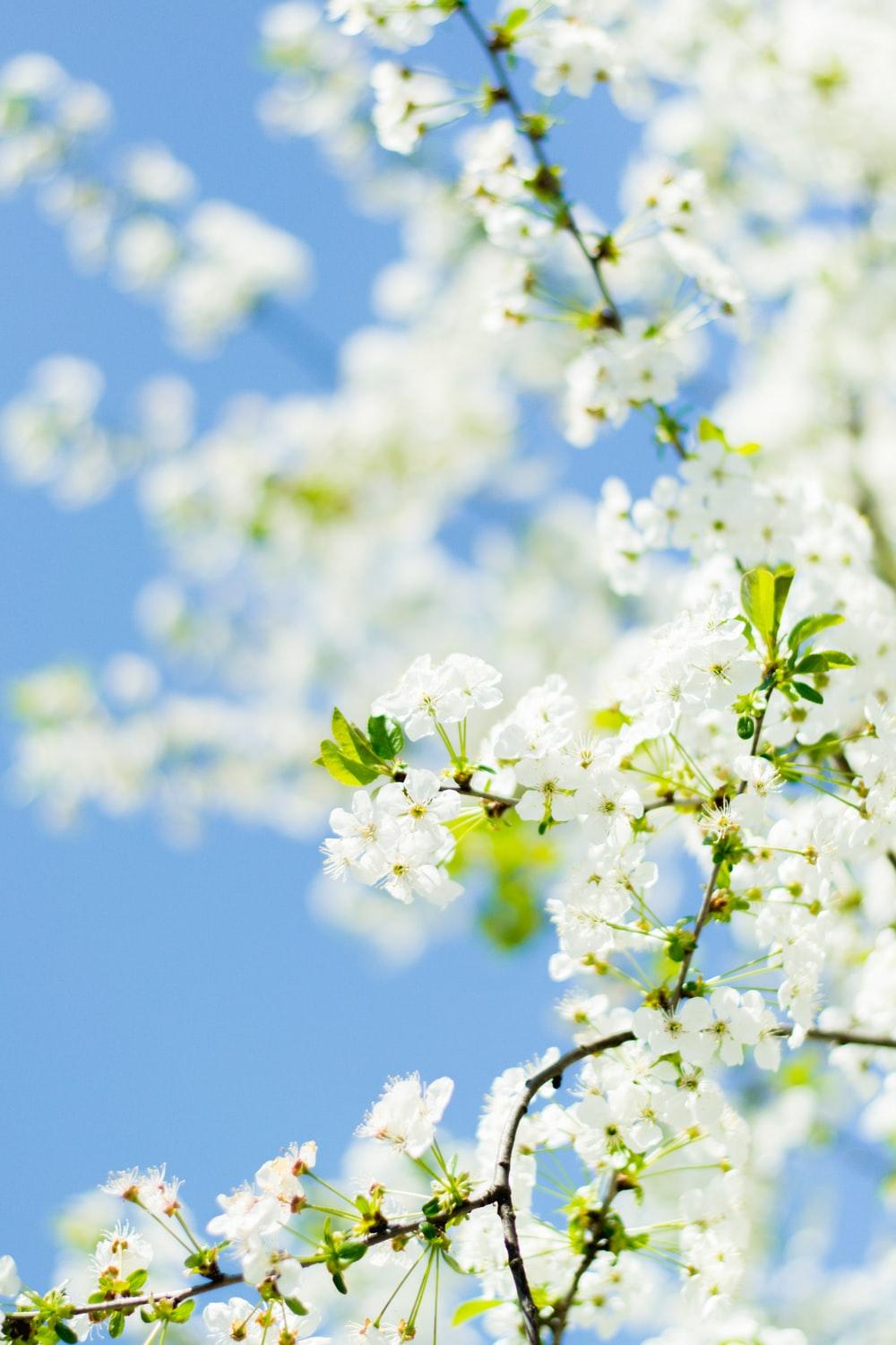 1000x1500 Spring Wallpaper: Free HD Download [HQ]