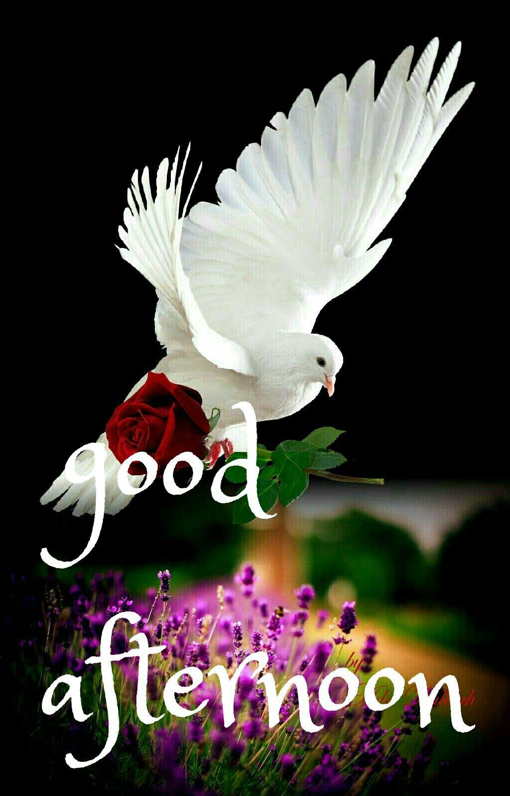 1024x1596 32. GOOD AFTERNOON ideas. good afternoon, good afternoon quotes, afternoon quotes