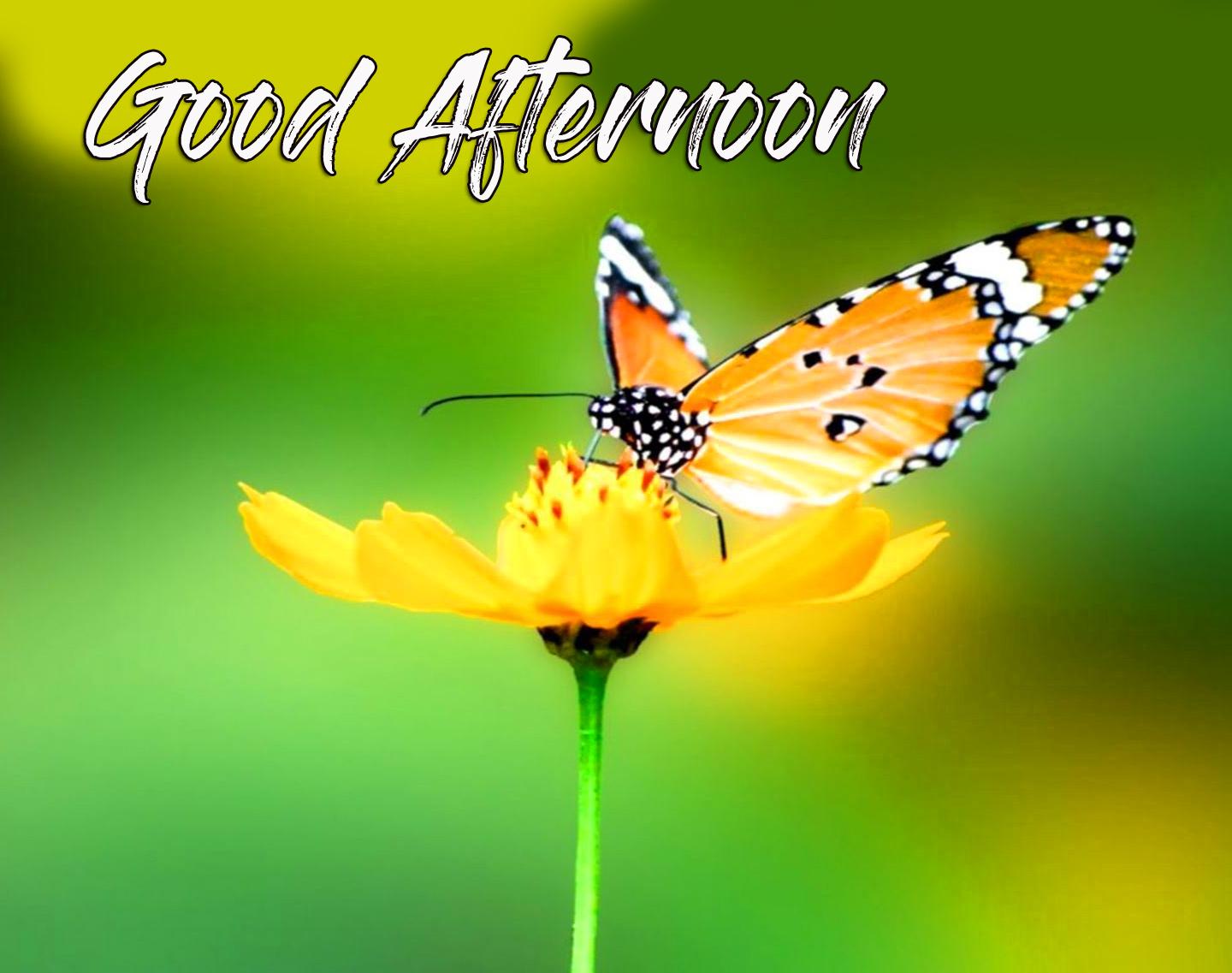 Beautiful Good Afternoon Wallpapers - Top Free Beautiful Good Afternoon ...