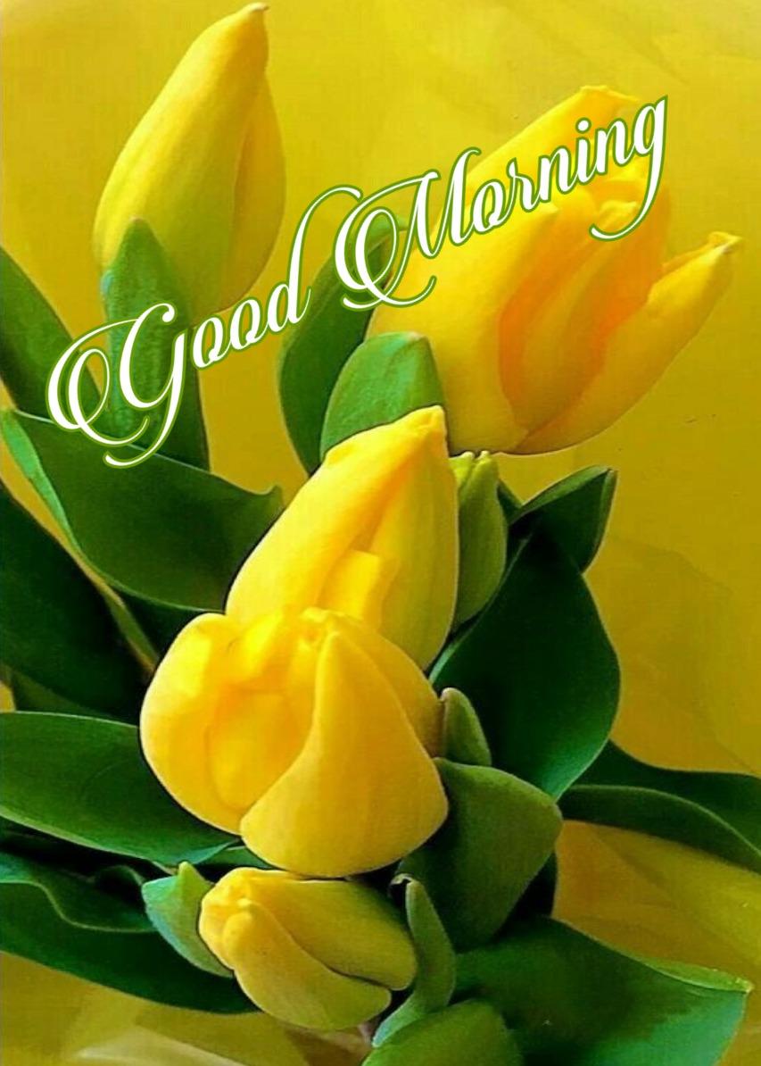 853x1194 Good Afternoon Image For Whatsapp Morning Image, Quotes, Wishes, Messages, greetings & eCards