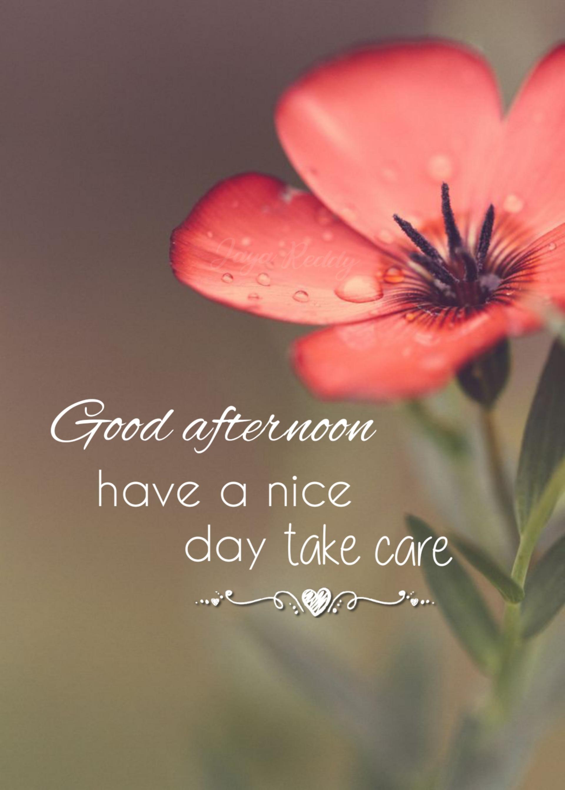 1920x2686 Good Afternoon Picture, Image, Photo