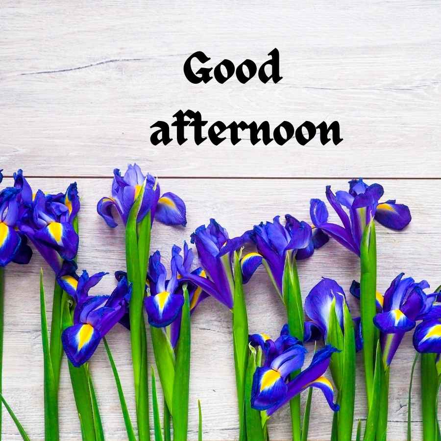900x900 Top Good afternoon image, Photo, Pic, Wallpaper