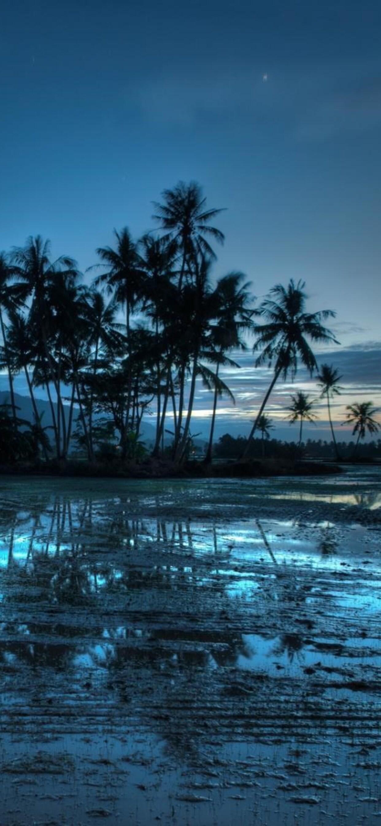 1242x2688 Malaysia Palms Sunset iPhone XS MAX HD 4k Wallpaper, Image, Background, Photo and Picture