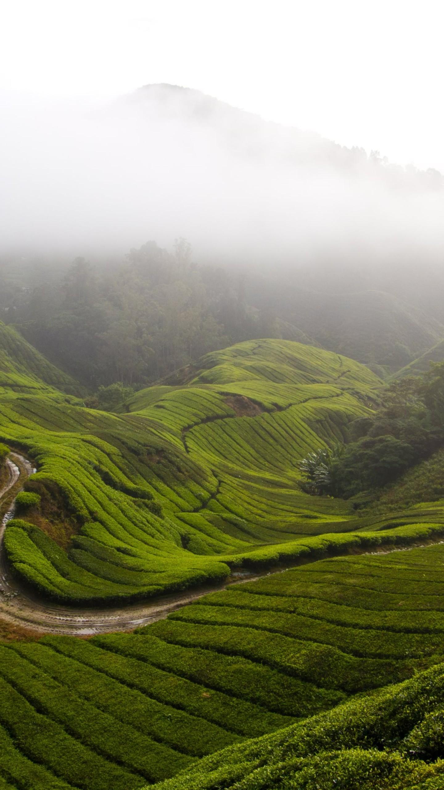 1440x2560 Wallpaper Cameron Highlands, 5k, 4k wallpaper, Malaysia, meadows, fog, sky, Nature