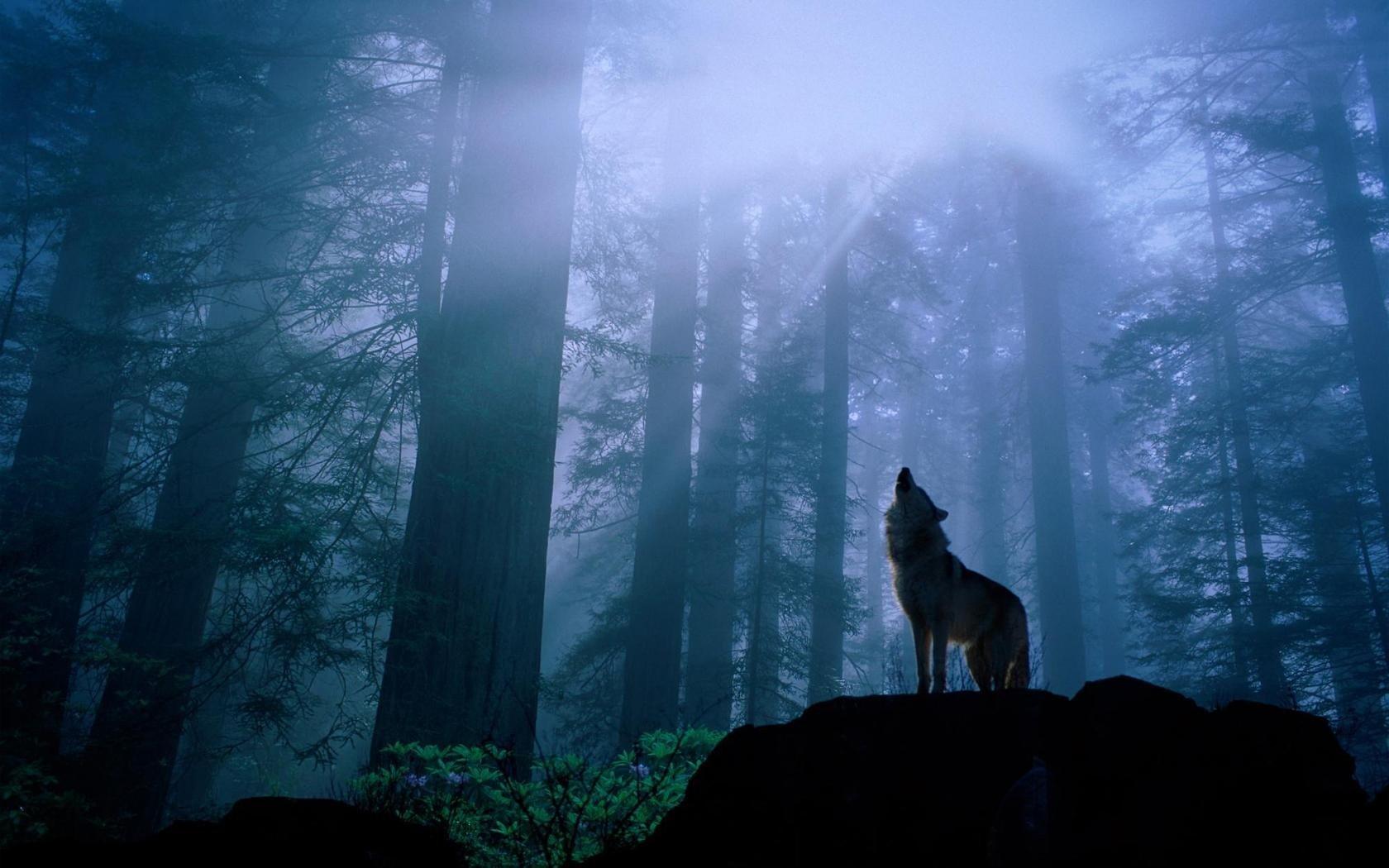 1680x1050 Widescreen Wolf Wallpaper Howling In Woods