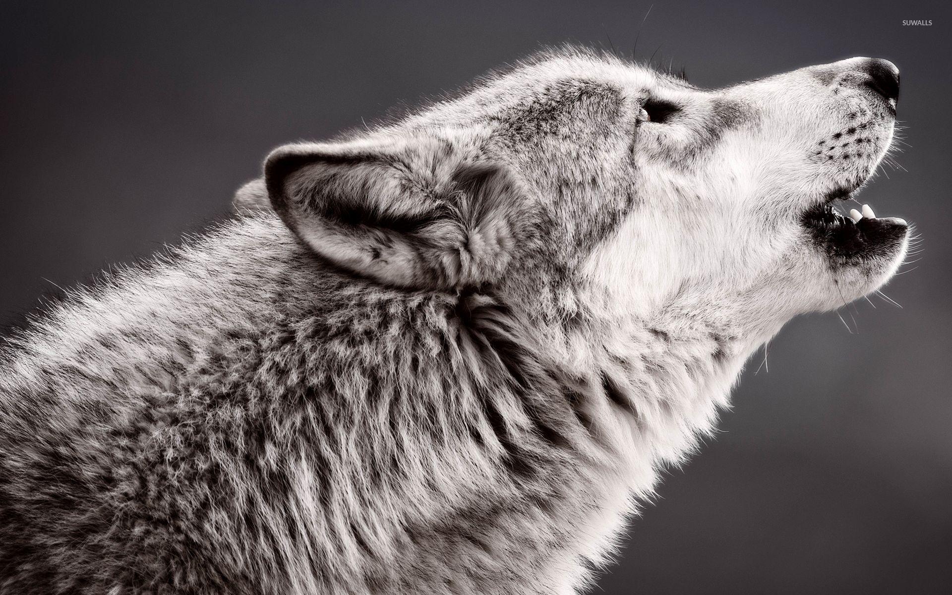 1920x1200 Wolf howling wallpaper wallpaper