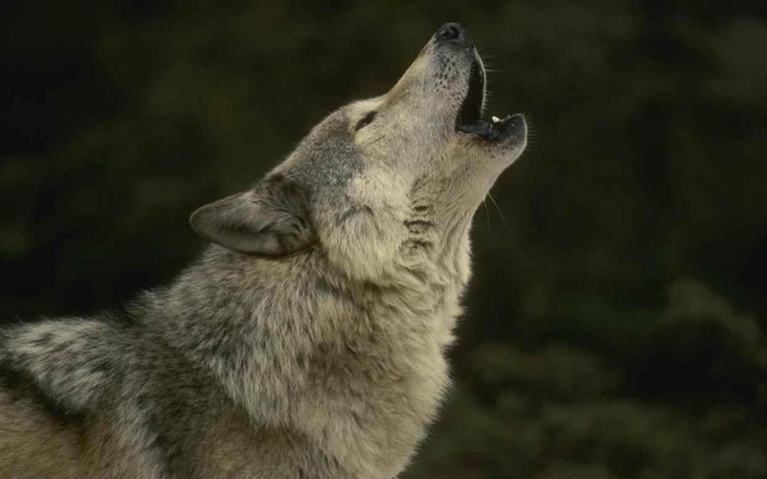 2560x1600 Howling wolf wallpaperx1600