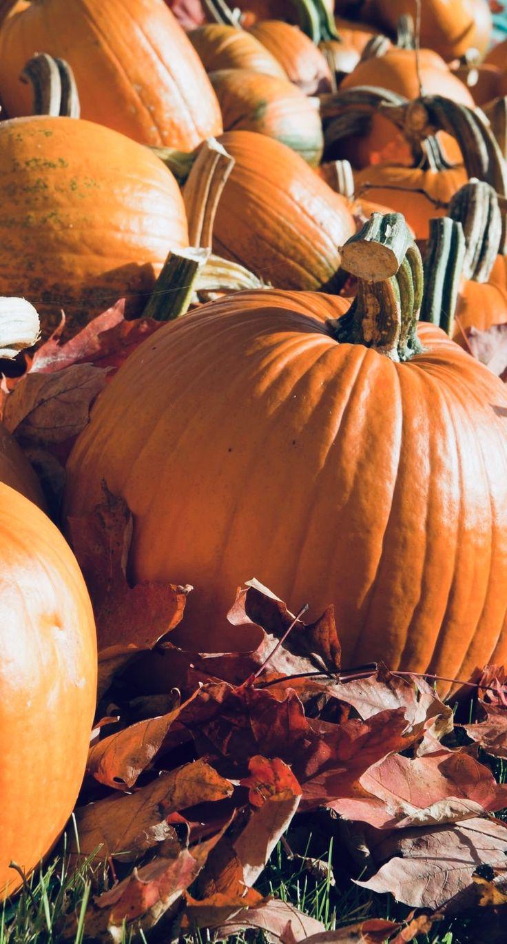 736x1370 Phone Wallpaper. Pumpkin wallpaper, Pumpkin, Pretty wallpaper