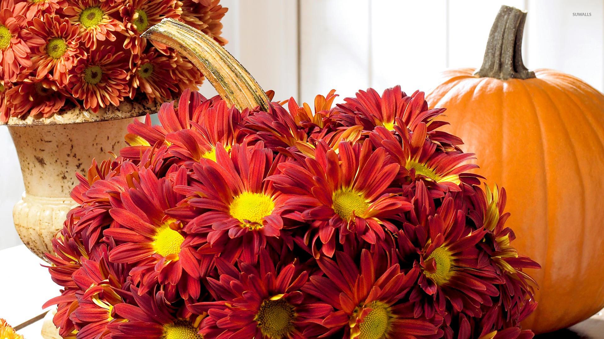 1920x1080 Red chrysanthemum and a pumpkin wallpaper wallpaper