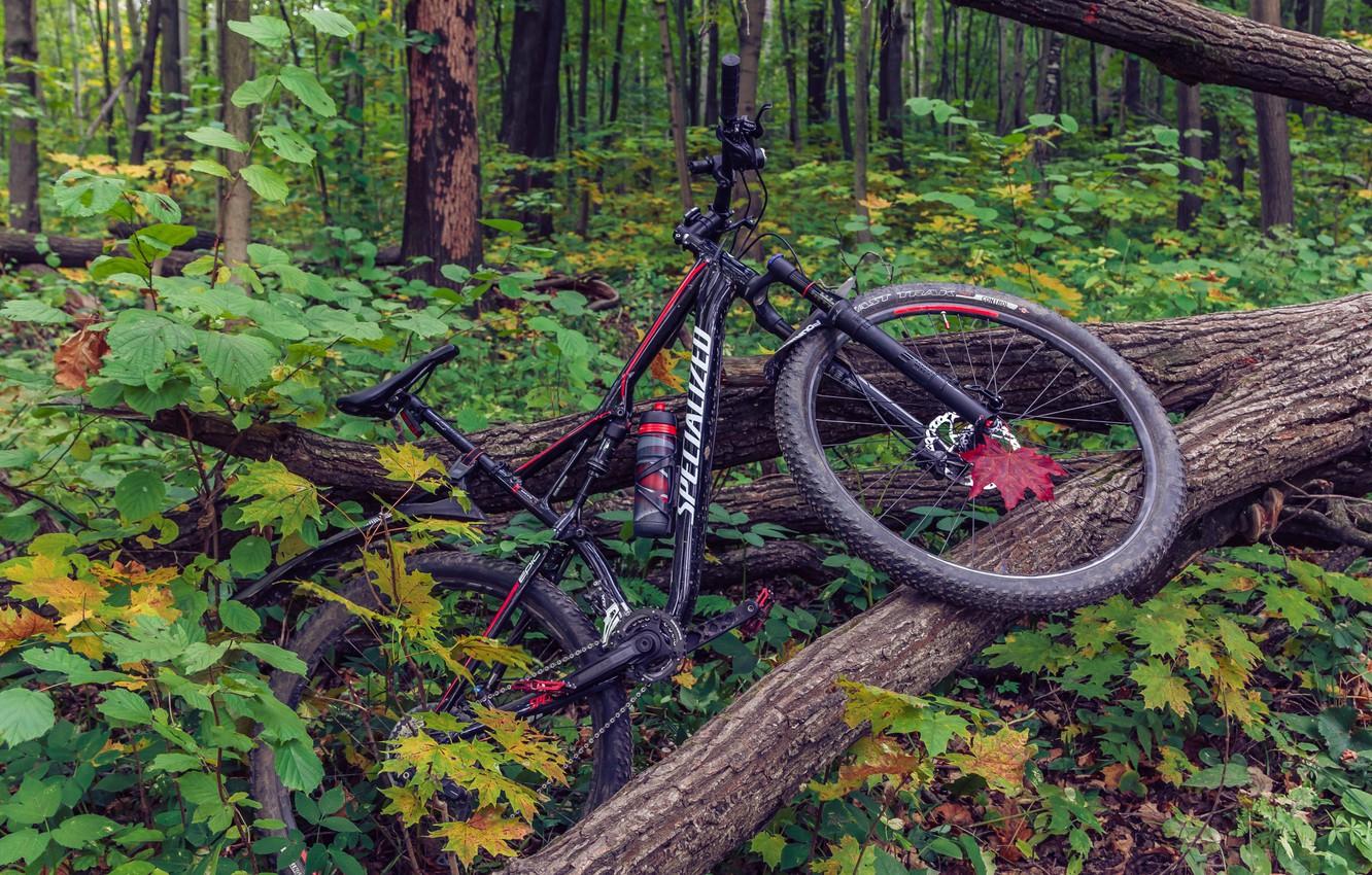 1332x850 Wallpaper autumn, forest, leaves, bike, sport, sport, bike, forest, bicycle, bike, cycle, autumn, leaves, Cycling, specialized, mtb image for desktop, section природа