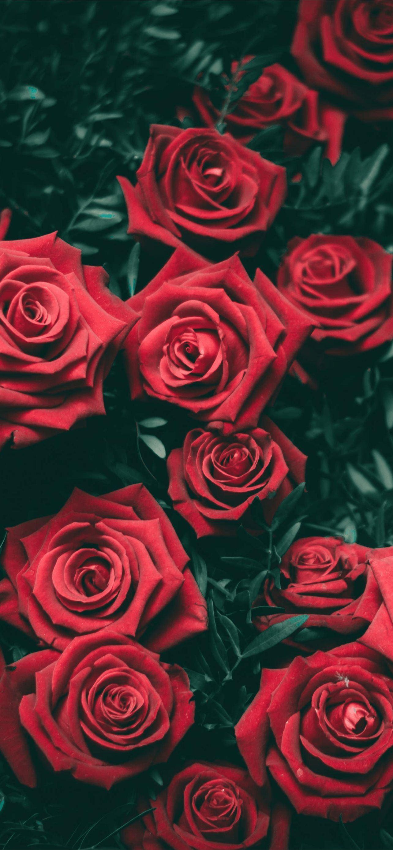 1284x2778 Goth iPhone Wallpaper