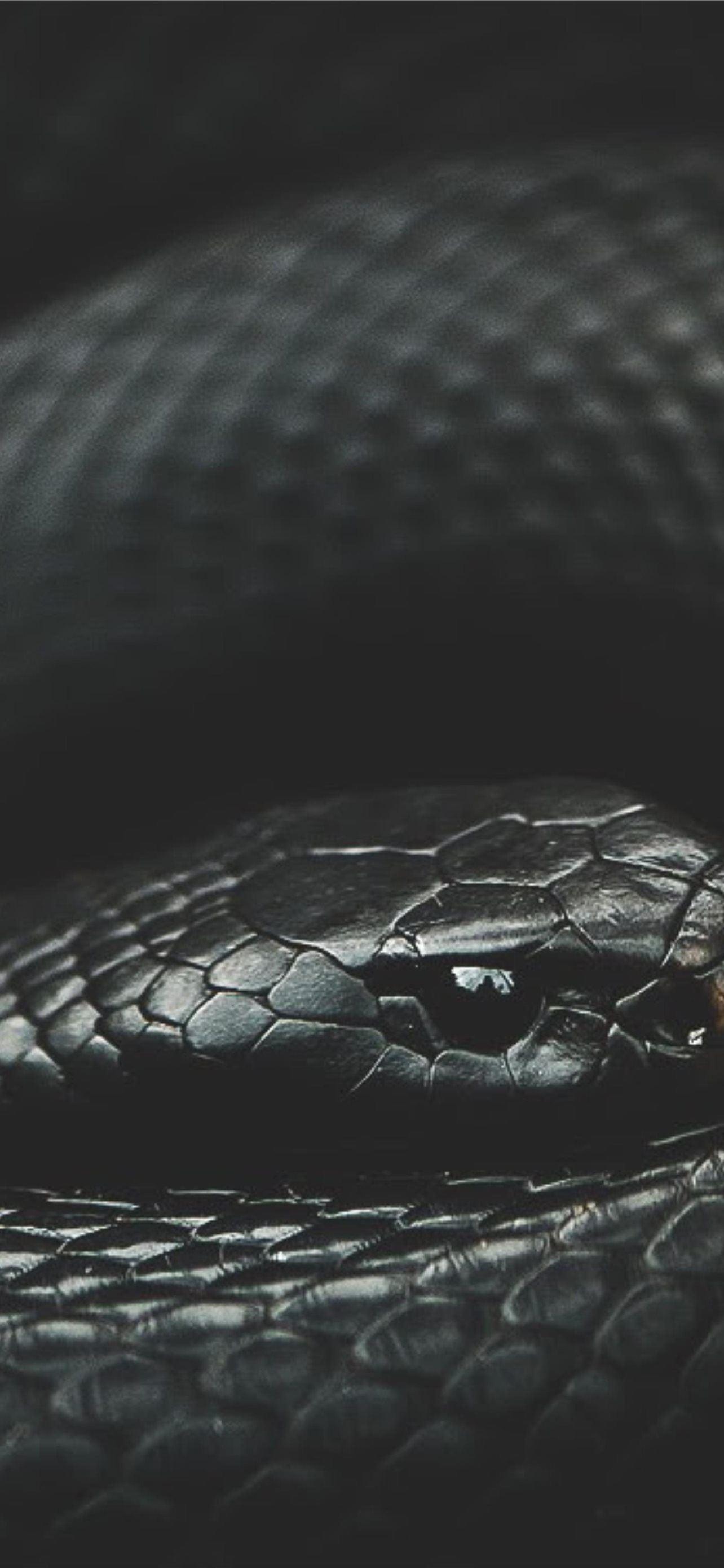1284x2778 Black Snake Mobile Photo iPhone Wallpaper Free Download