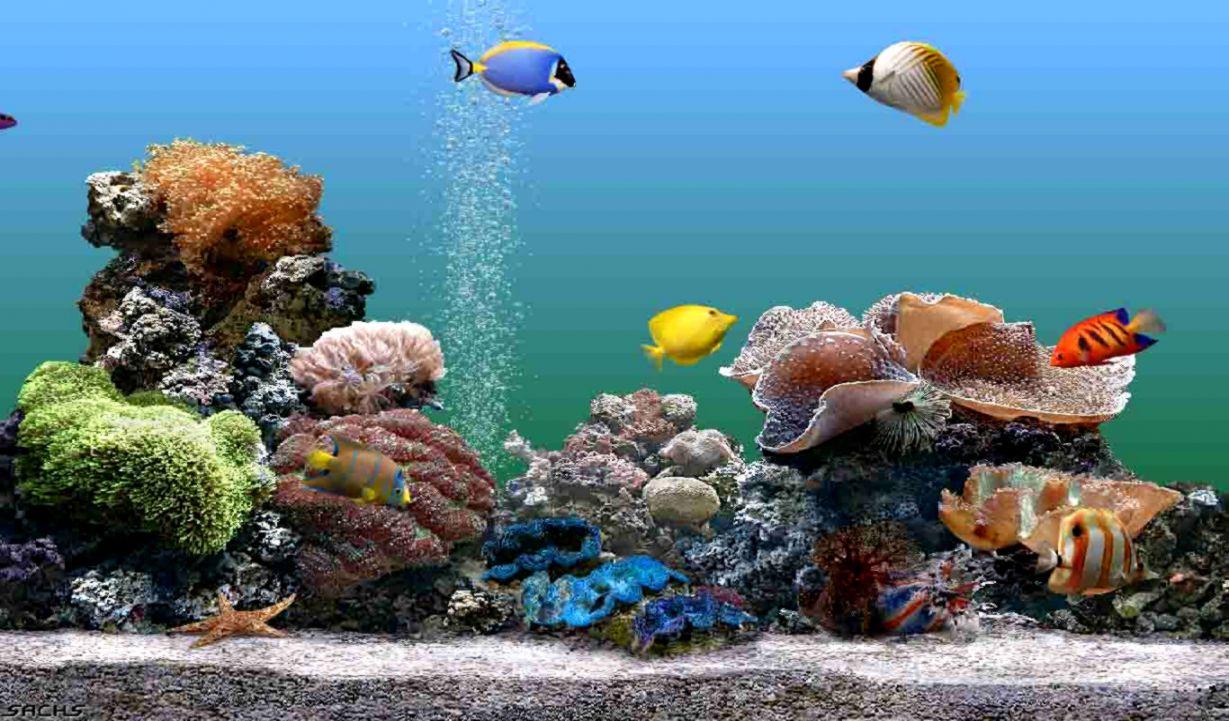 Windows 8 Fish Wallpapers - Top Free Windows 8 Fish Backgrounds ...