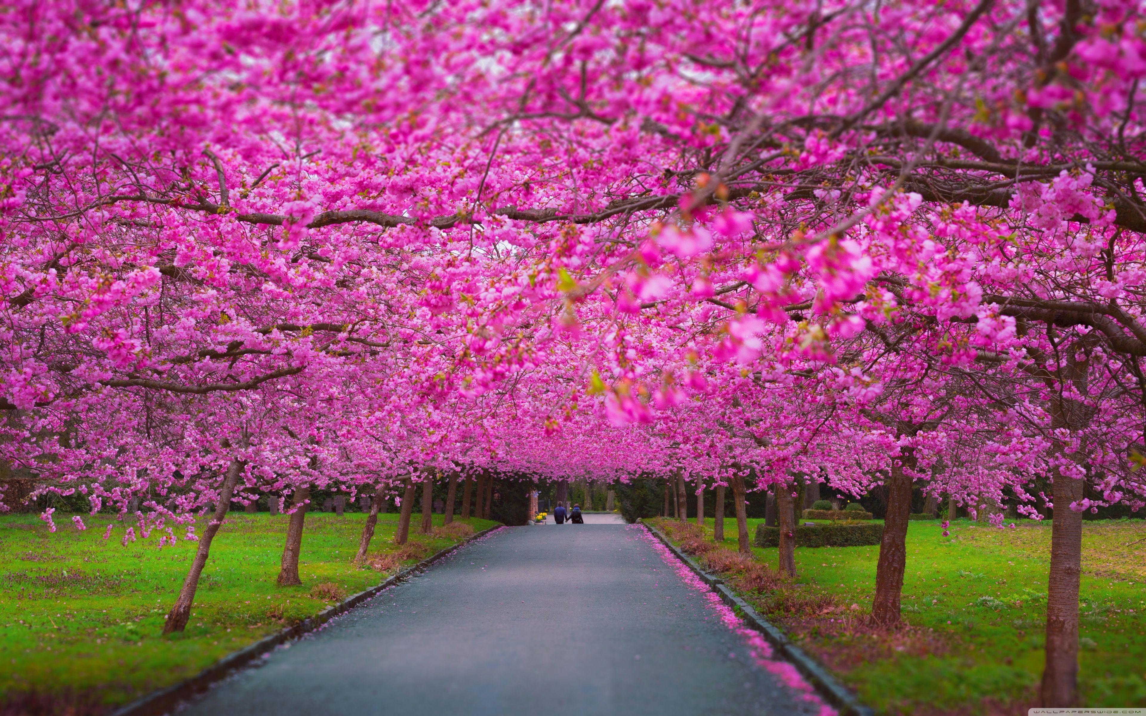 3840x2400 Romantic Spring Wallpaper, HD Romantic Spring Background on WallpaperBat