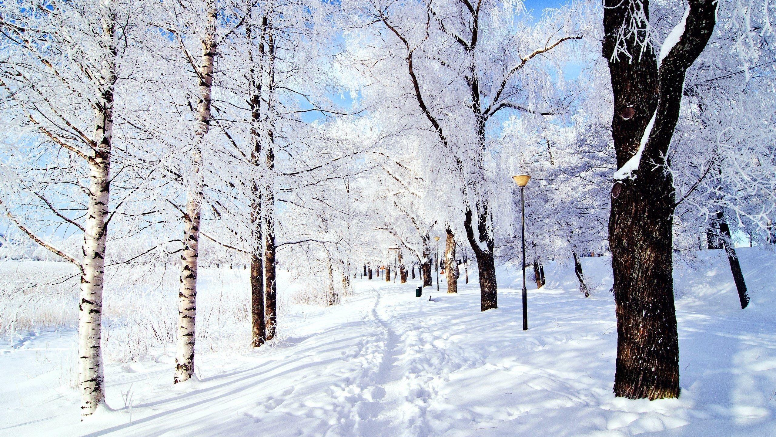 2560x1440 Free download Snow Picture Wallpaper Snowy Scene 128511 HD Wallpaper [2560x1440] for your Desktop, Mobile & Tablet. Explore Snowy Scenes Wallpaper. Snow Scene Wallpaper for Desktop, Snowy Christmas Scenes