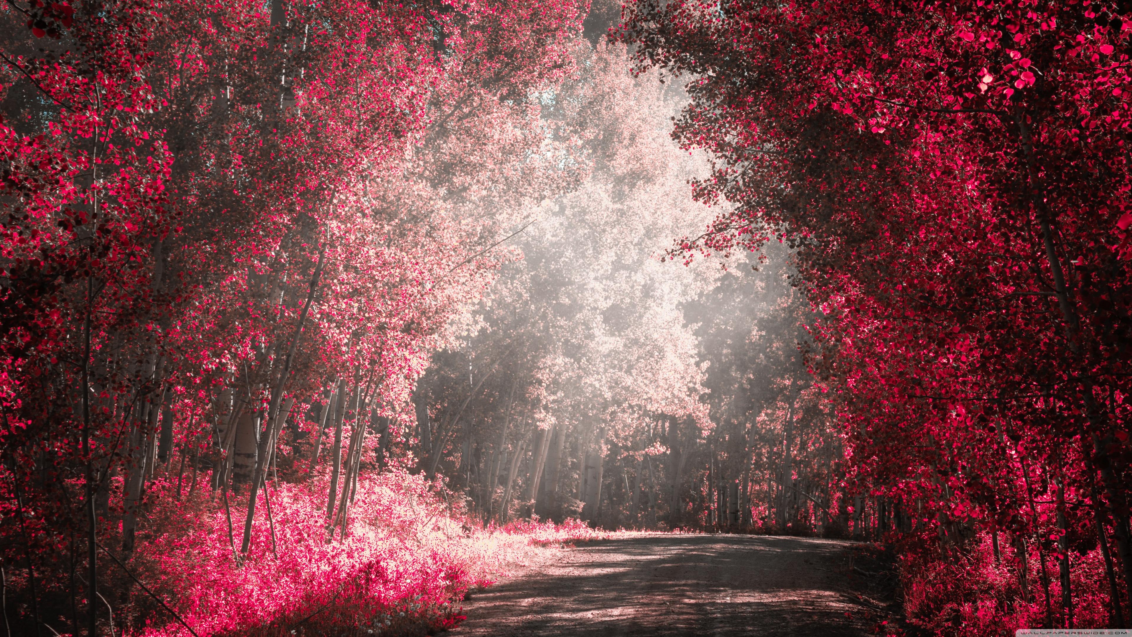 3840x2160 Road Nature Love Ultra HD Desktop Background Wallpaper for 4K UHD TV : Tablet