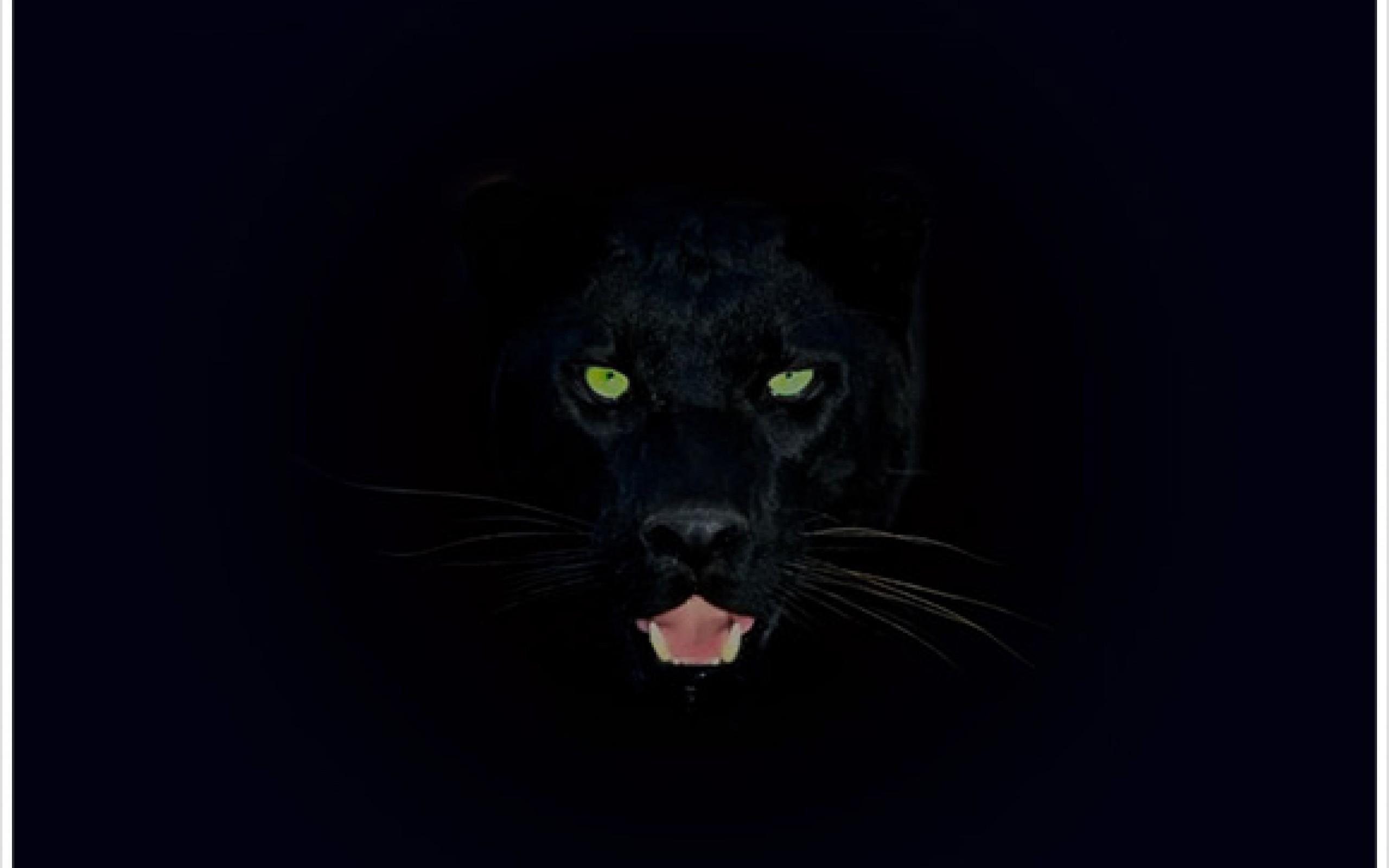 2560x1600 Black Panther wallpaperx1600