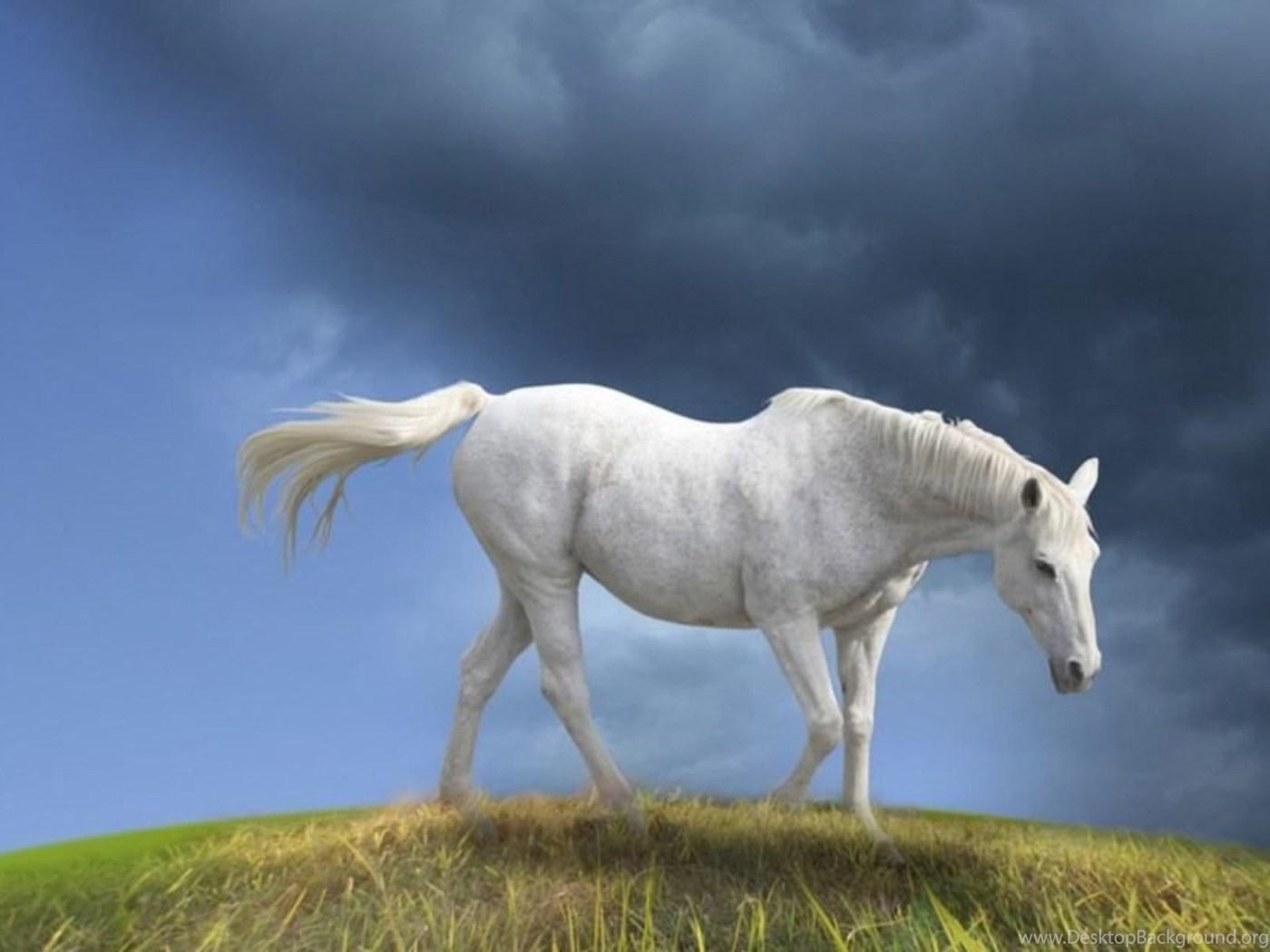 1400x1050 White Horses Wallpaper Background With HD Wallpaper Kemecer.com Desktop Background
