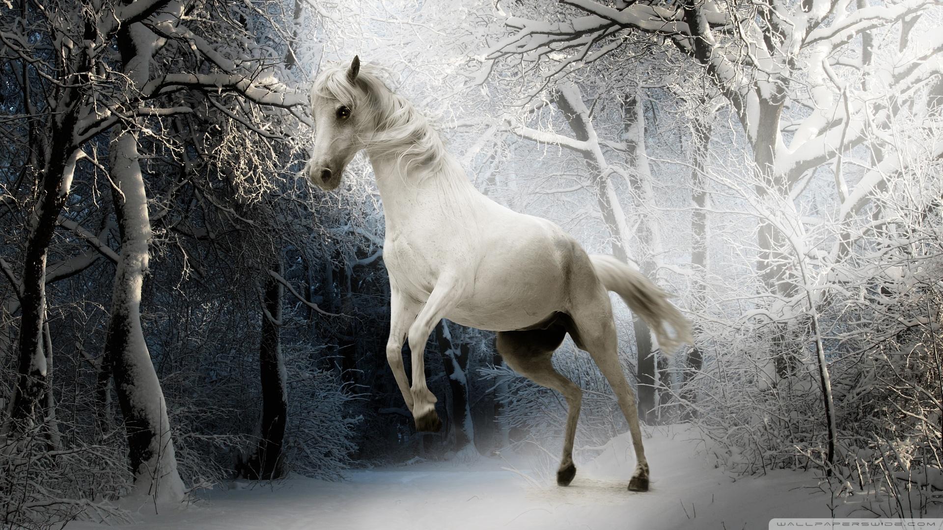 1920x1080 Horses Playing In Snow