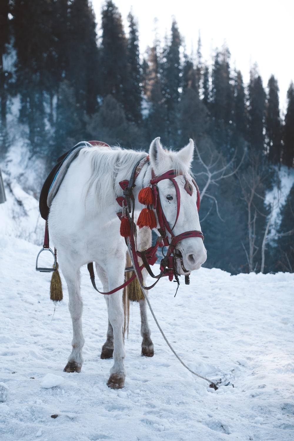 1000x1500 white horse on snow photo