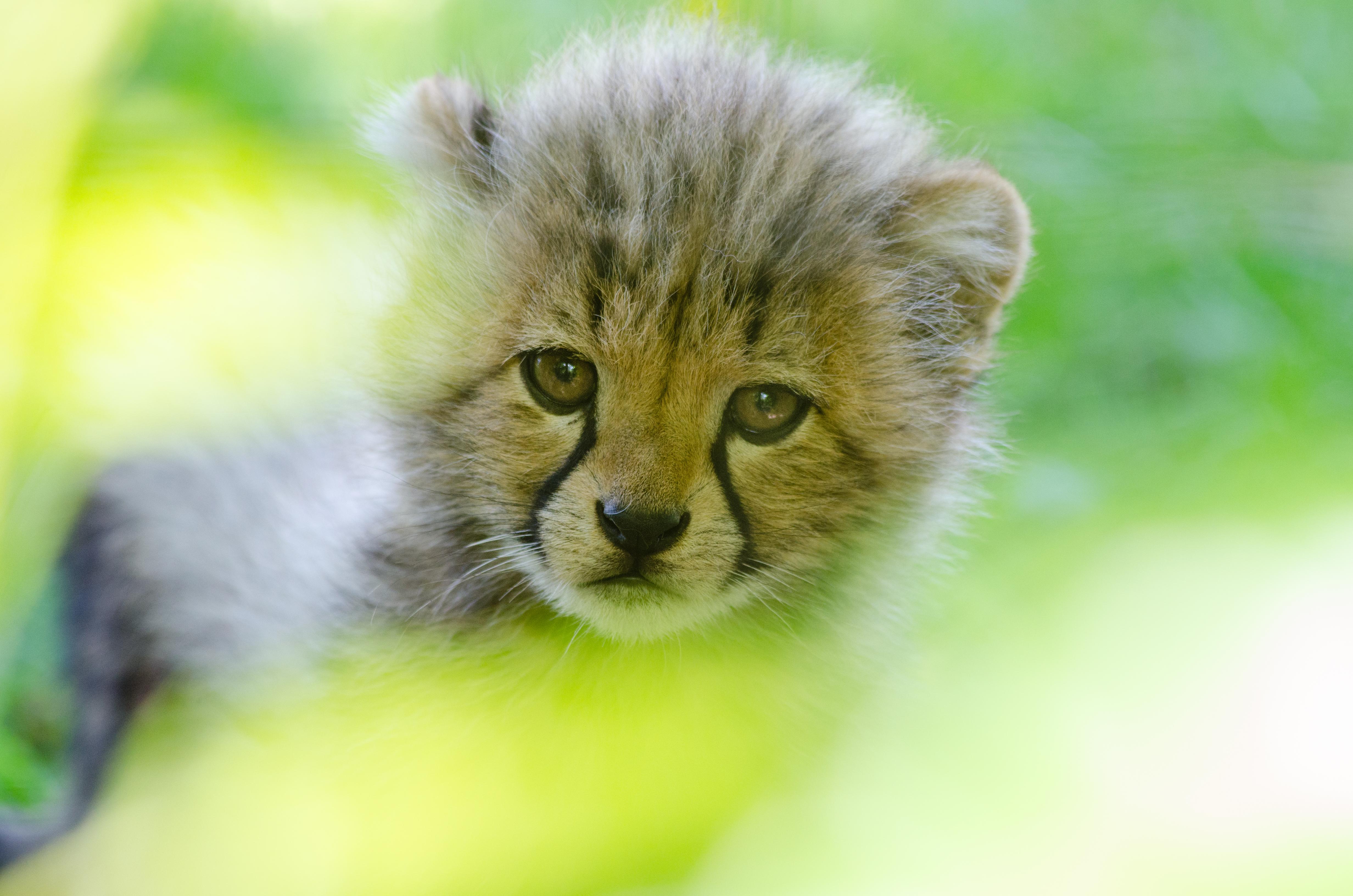 4928x3264 Face of a Cheetah Cub 4k Ultra HD Wallpaper