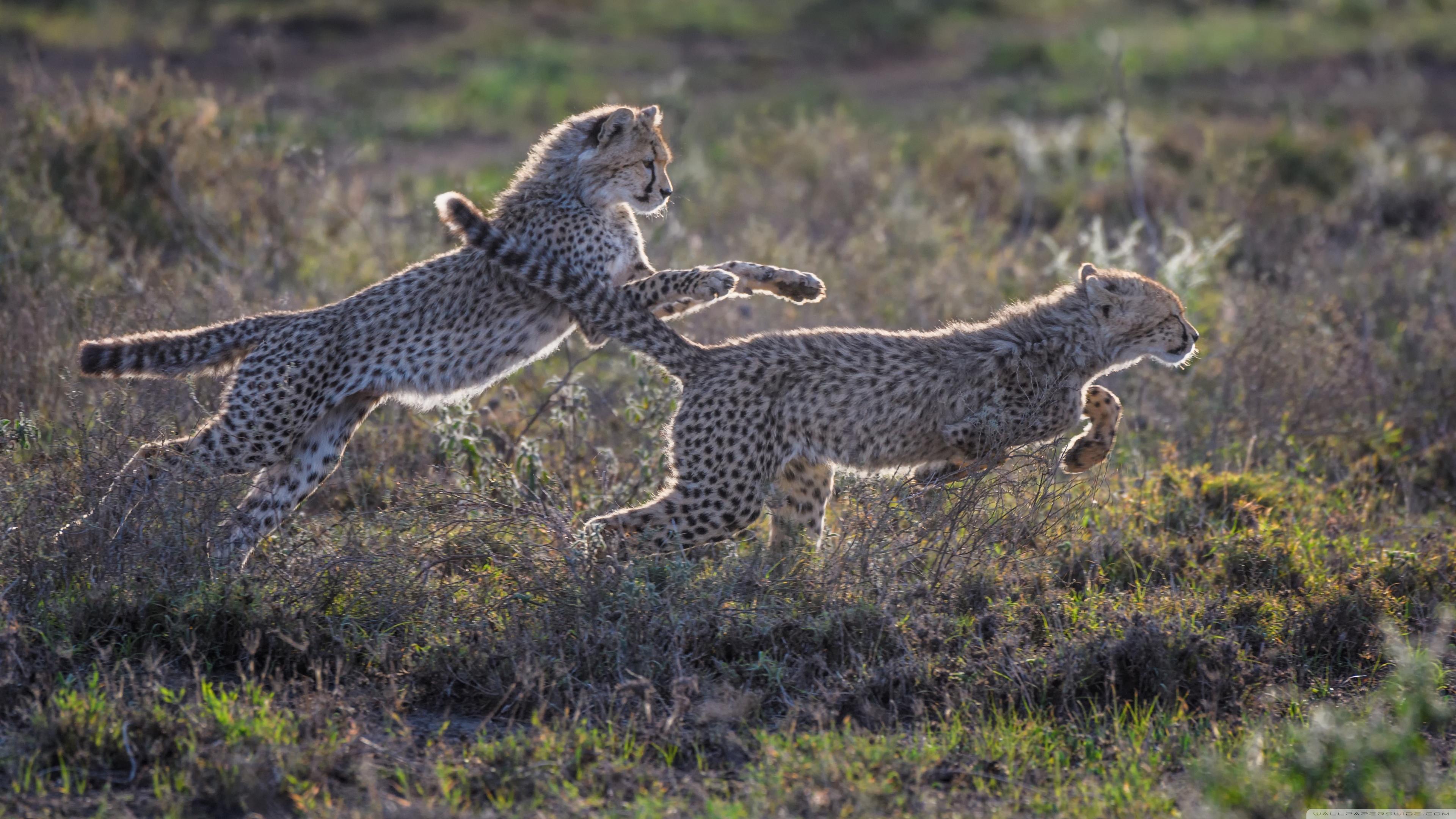 какие животные бегут. гепард в беге. бегающие животные. зебра. стадо зебр.