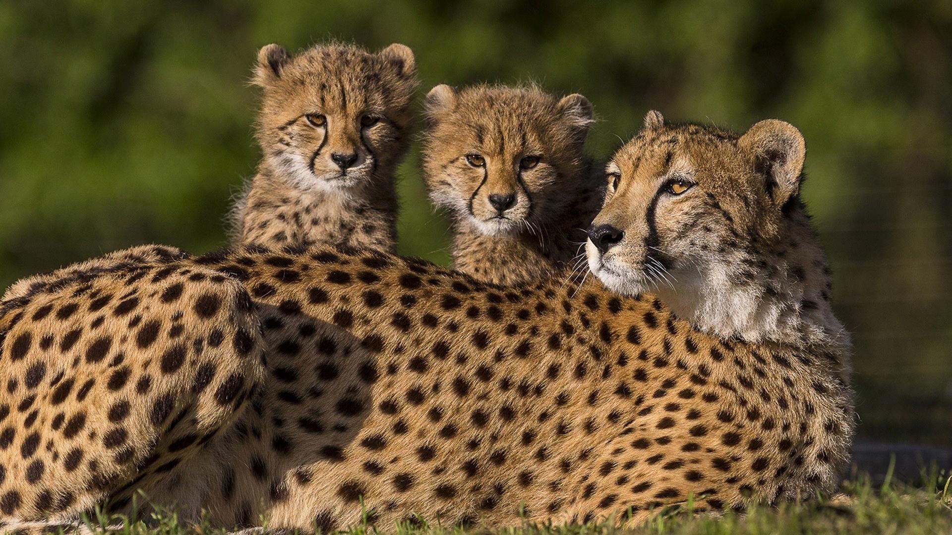 Cheetah Cubs 4K Wallpapers - Top Free Cheetah Cubs 4K Backgrounds ...