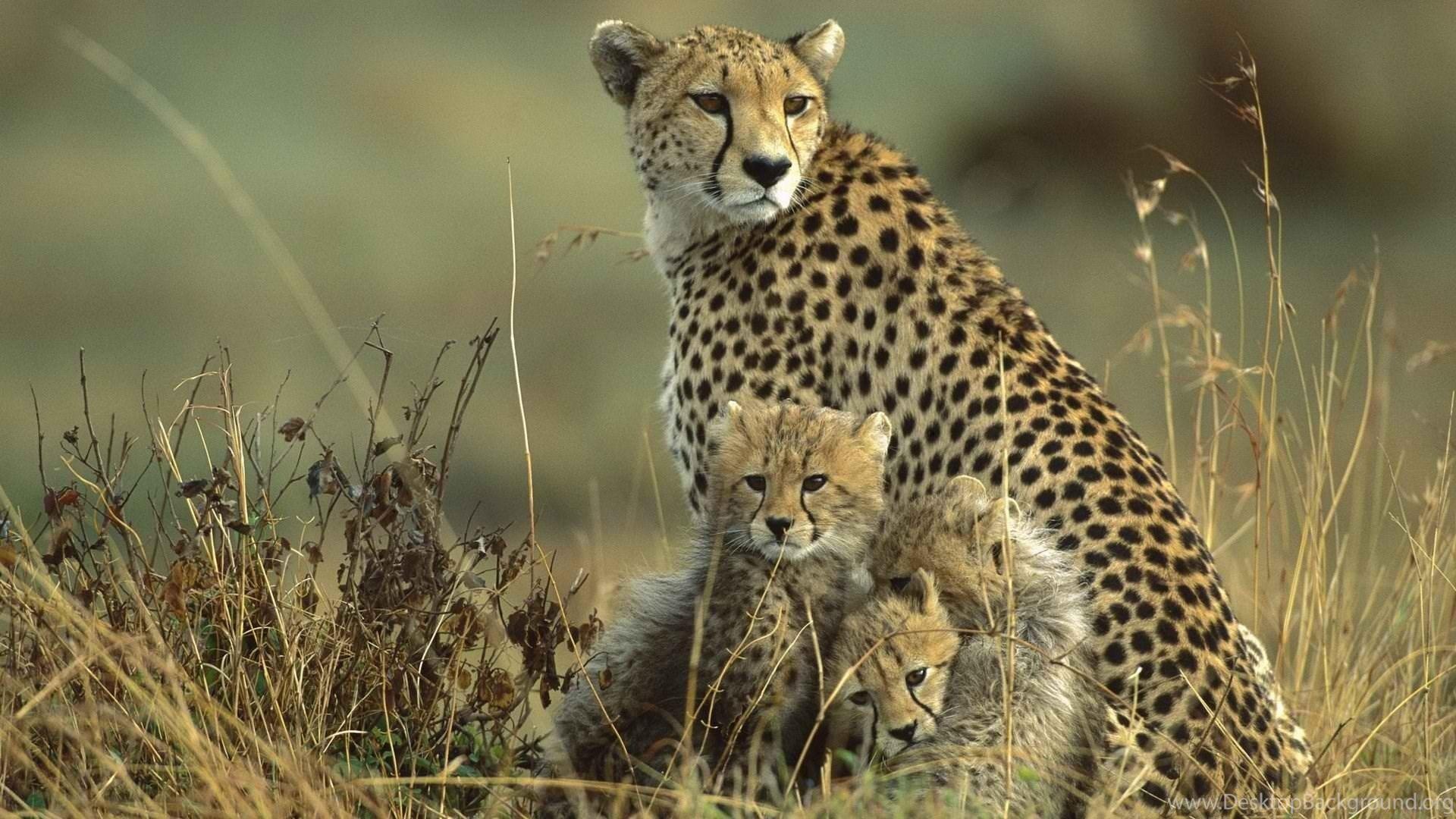 1920x1080 Wallpaper: Family, Cheetah, Cubs, Grass, Field, Animals, Baby. Desktop Background