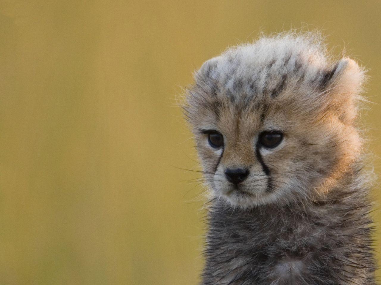 1280x960 Cheetah wallpaper Gallery / iPhone HD Wallpaper Background Download (png / jpg) (2021)