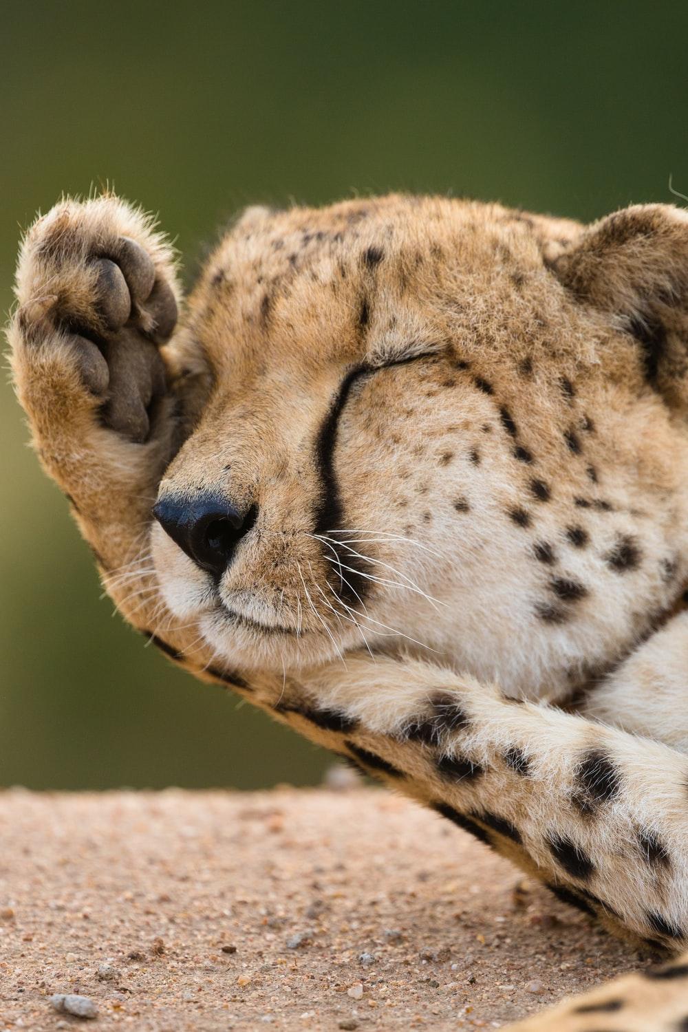 1000x1500 Tiger Cub Picture. Download Free Image