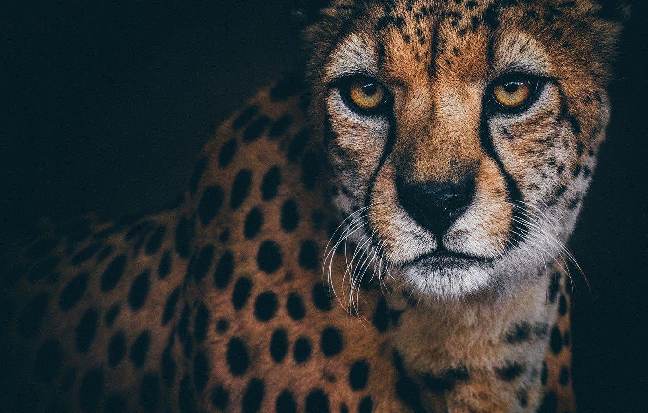 1332x850 Cheetah Wallpaper, HD Cheetah Background