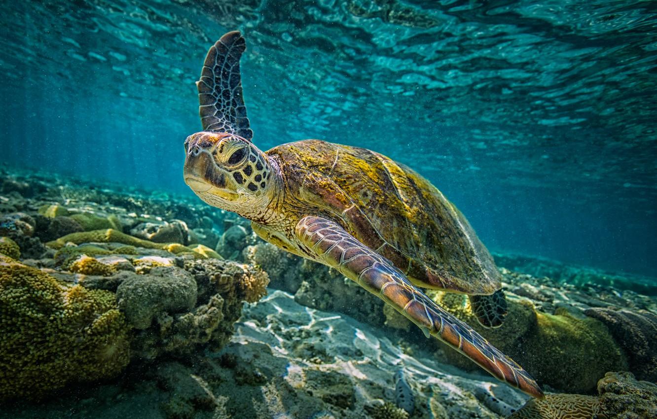 1332x850 Wallpaper underwater, sea, sea turtle image for desktop, section животные