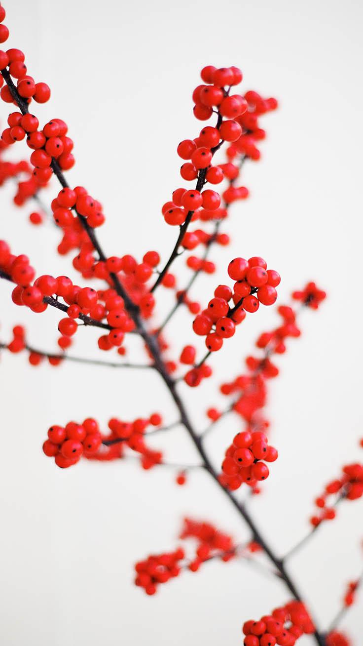 736x1308 Pretty Red Wallpaper For Your Red iPhone XR