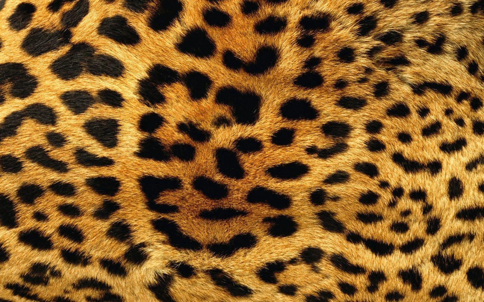 1600x1000 Animal Skin Wallpaper