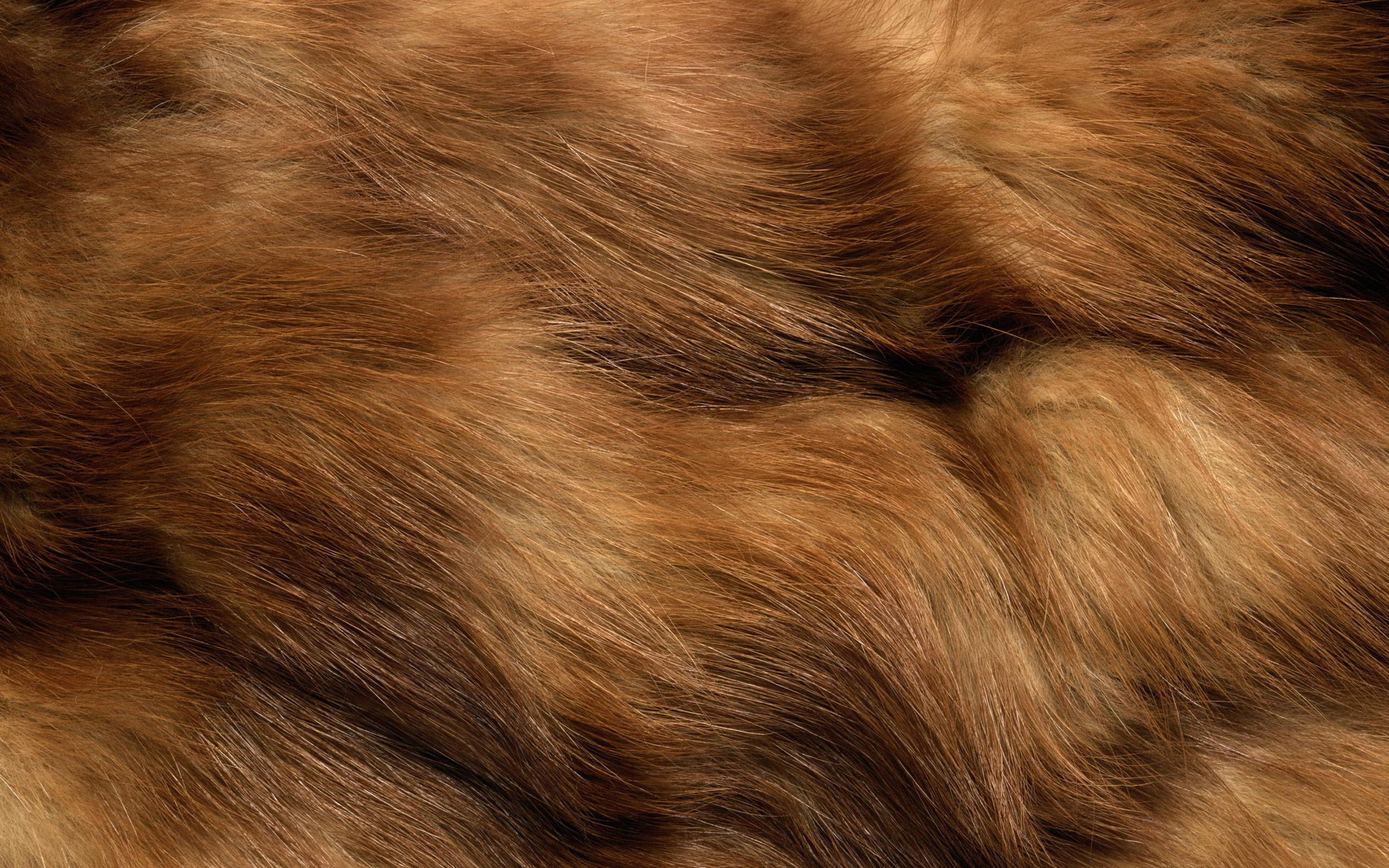 2880x1800 Download Wallpaper Wavy Fur Texture, Macro, Animal Fur, Brown Fur Texture, Wool Textures, Brown Fur, Brown Fur Background, Close Up, Brown Background, Brown Wool Texture, Fur Textures For Desktop With Resolution 2880x1800. High